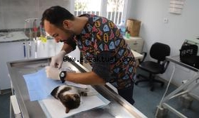 Hayvan Dostu Belediye
