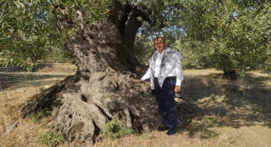 NE GÜZEL BİR GÜN: DÜNYA ZEYTİN AĞACI GÜNÜ KUTLU OLSUN