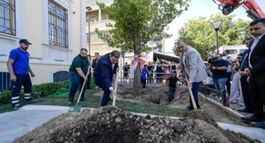 Devrilen çınar ağacı yerine yenisi dikildi