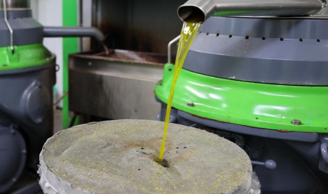 Buca’da zeytin hasadı zamanı