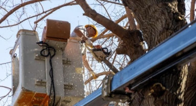 Karşıyaka’da budama seferberliği: Ağaçlar bahara hazırlanıyor