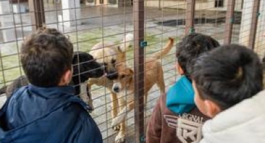 Doğa ve patili dostlar şifa dağıtıyor