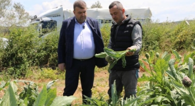 Seferihisar’ın bereketli topraklarında yetişen enginar için hasat sezonu başladı