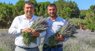 Lavanta Hasat Şenliği için geri sayım başladı