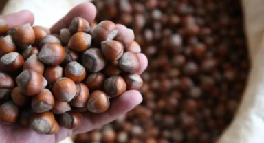 Fındıkta ihracat rekoru, üreticiye düşük fiyat: 'Fındıktaki oyuna dur deyin'