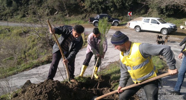 Aydın Belediyesi'nden Palamutköy'e 500 Adet Fıstık Çamı