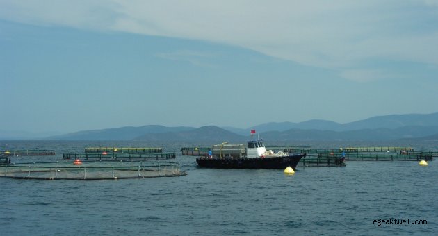 Balık ihracatı THY ile kanatlandı