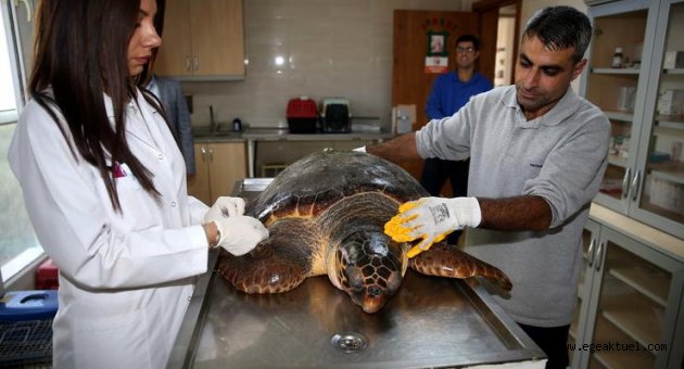 Bostanlı sahilinde caretta caretta alarmı
