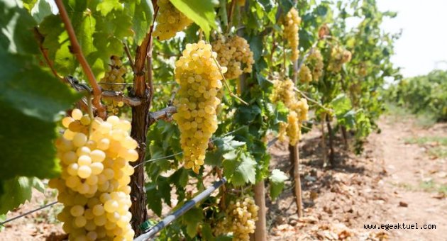 Buca'daki üzüm bağı projesinde rekolte bu yıl 4 ton