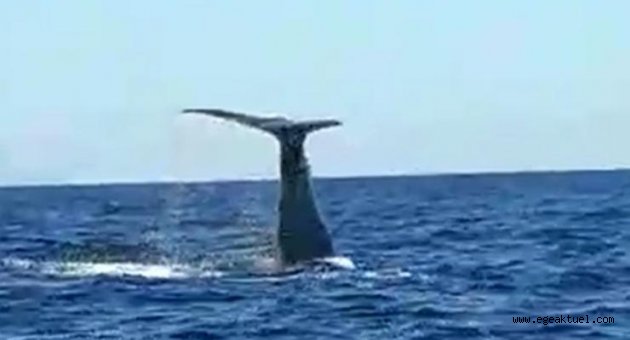 Çeşme açıklarında görülen balina ve yavrusu şaşırttı