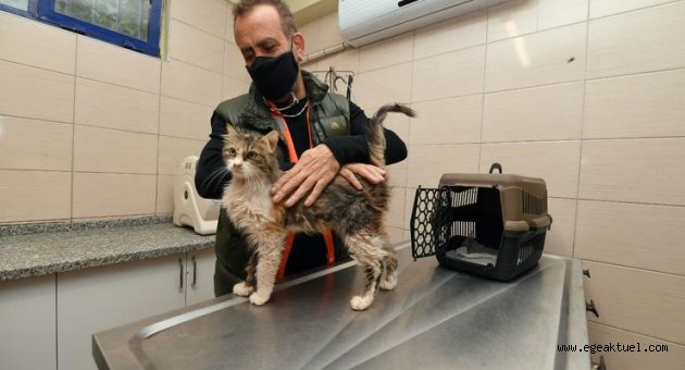 Depremzede kediyi Haluk Levent sahiplendi