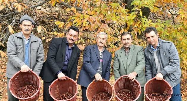 Kestanenin kurtuluş reçetesi