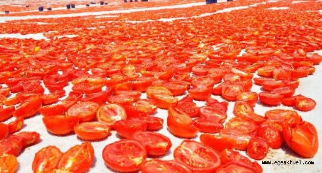 Kınık'ta 'kırmızı altın' bereketi
