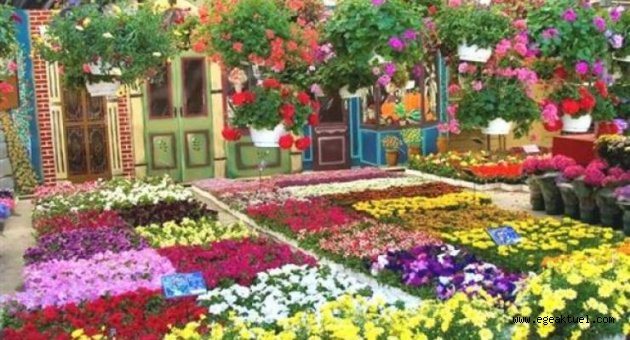 Mis kokulu Festival Başlıyor