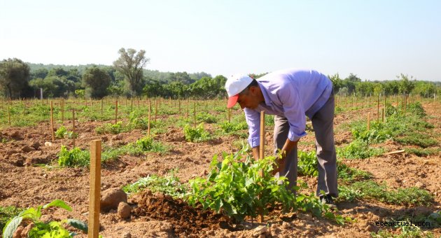 Üzüm Bağı’nın ilk fideleri yeşeriyor