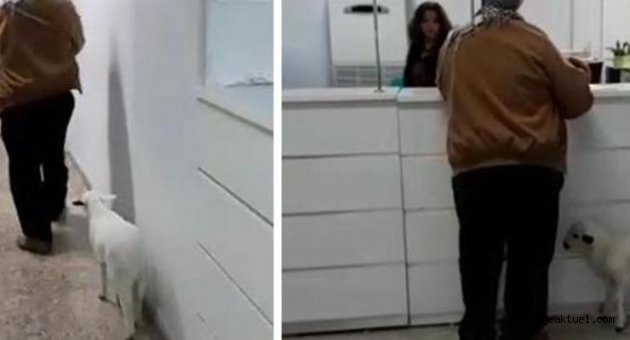 Vergi dairesine kuzusuyla geldi